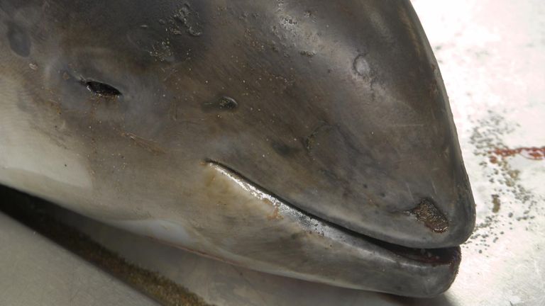 Otopsi geçiren bir porpoise