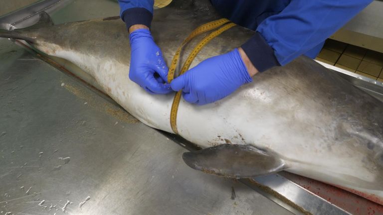 Otopsi geçiren bir porpoise