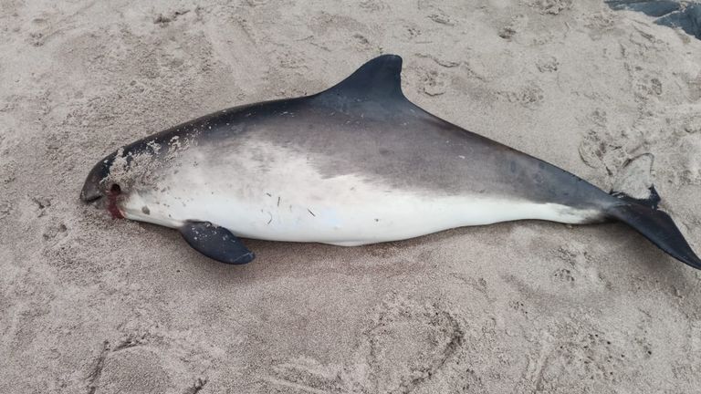 Sahilde porpoise