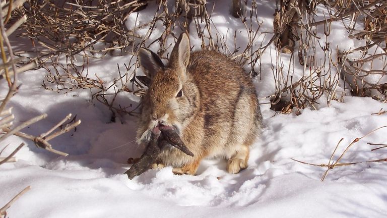 An infected bunny. File pic: Clinton Forry