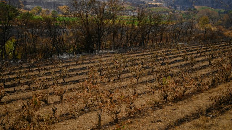 Burned grapevines in Jonquieres, southern France. Pic: AP