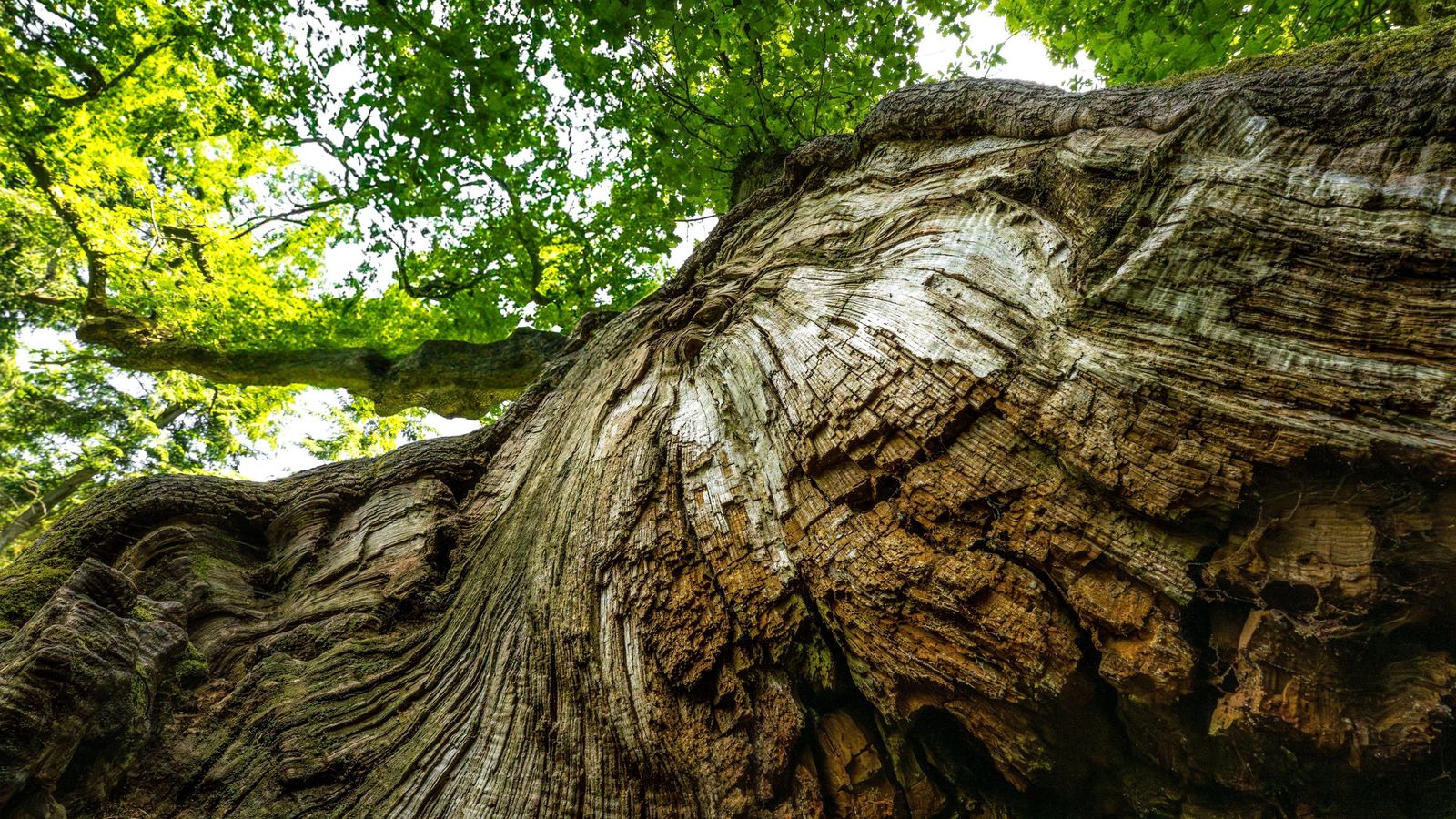Glasgow's 'Argyle Street Ash' wins Tree of the Year 2025 as wildcard ...