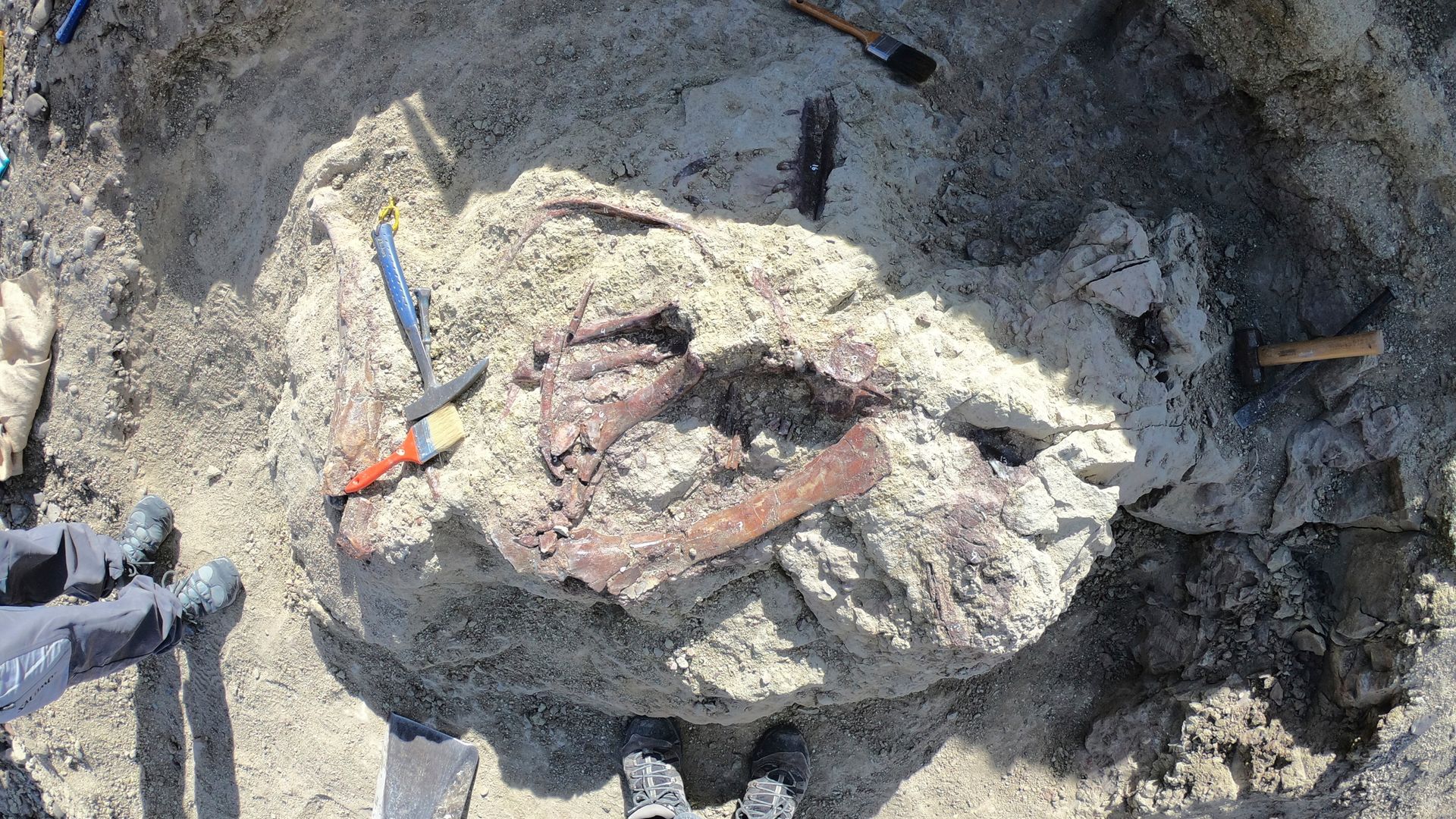 New dinosaur discovered in Argentina