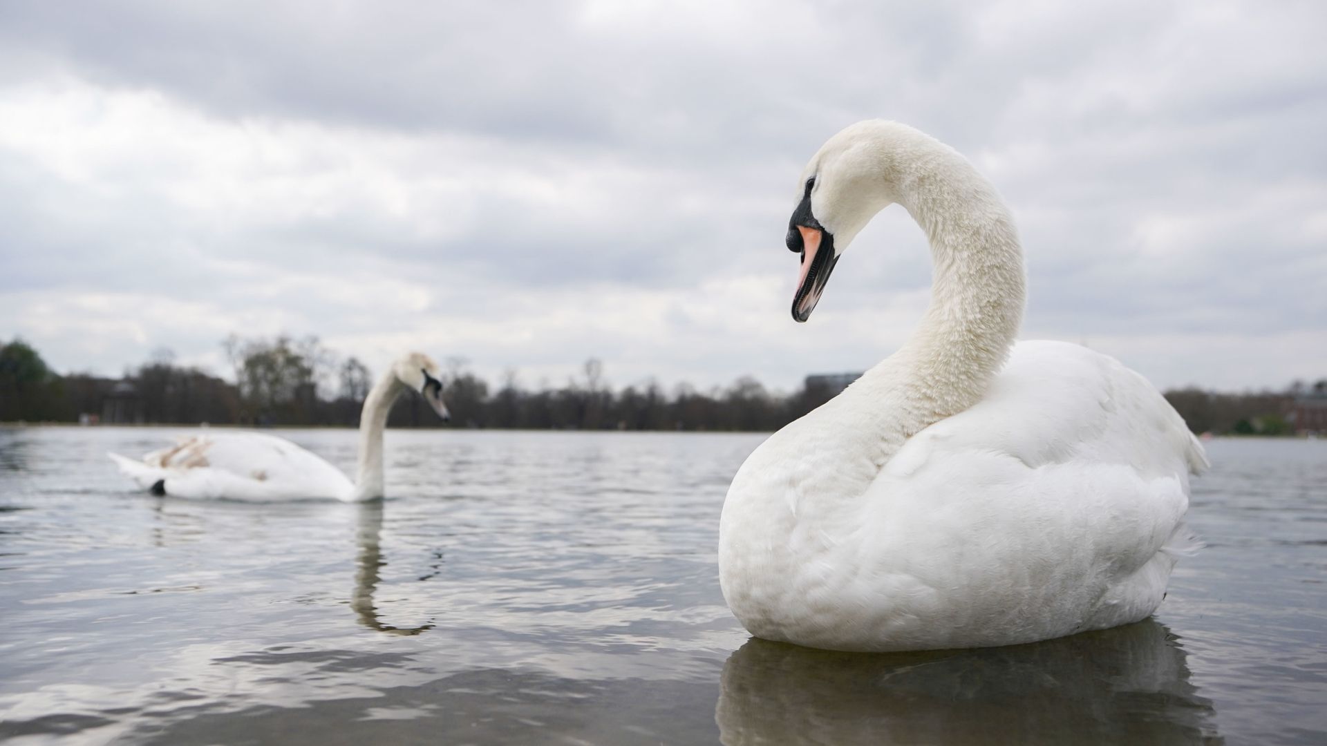 Royal Parks responds to Farage's claim that swans are being eaten by migrants in UK