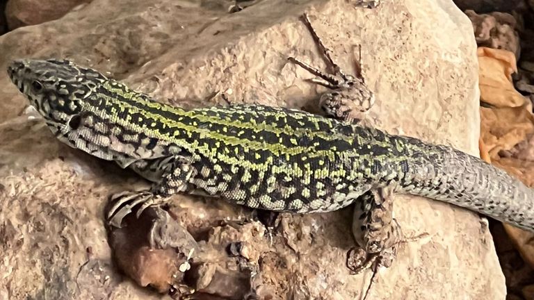 Conservationists say Ibiza lizards are endangered. Pic: Dean Gallagher