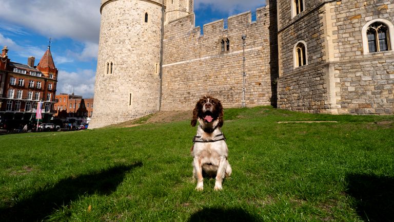 Police dog Jack, from Thames Valley Police, has been carrying out security searches. Pic: PA