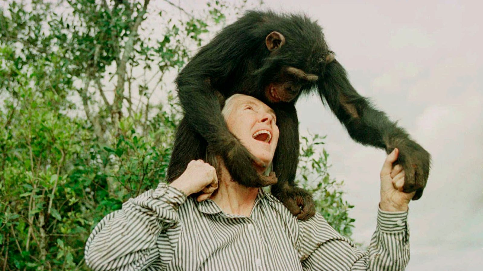Primatologist Jane Goodall, famous for her study of chimpanzees, has died