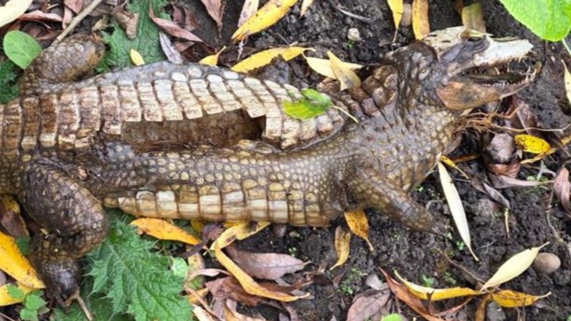 Derbyshire crocodile hunt turned out to be 'more fluff than fear'