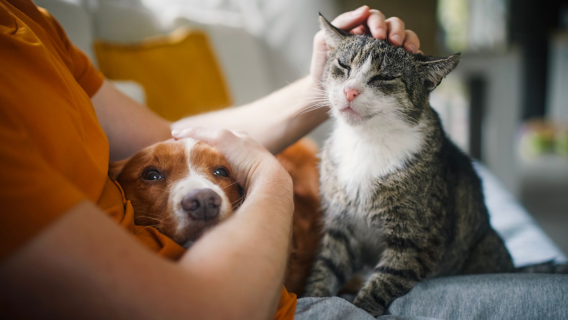 Price cap should be placed on vet prescriptions, watchdog says