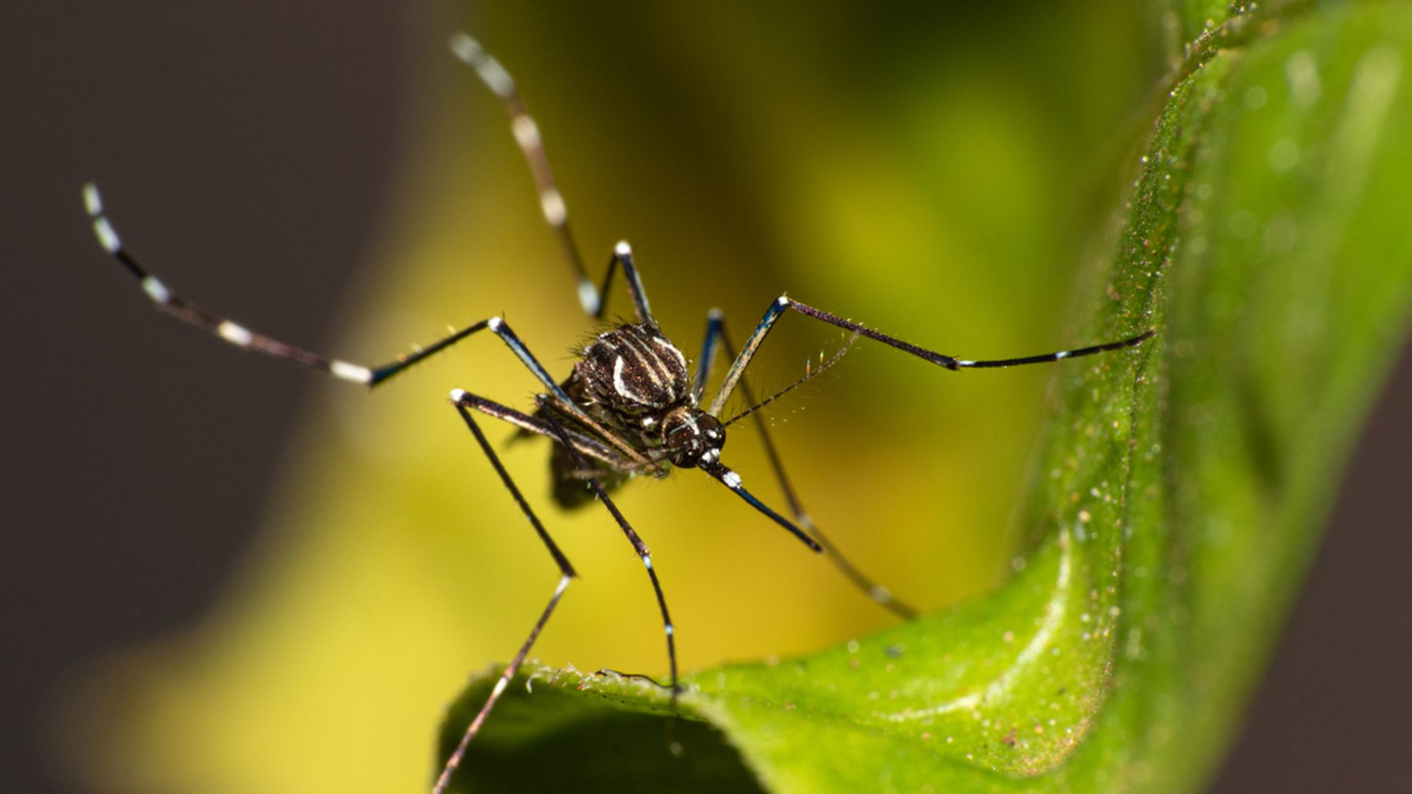 Two Species Of Disease carrying Mosquitoes Found In UK UK News Sky News two-species-of-disease-carrying-mosquitoes-found-in-uk-uk-news-sky-news