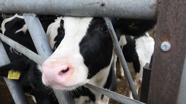 Cow burps have a big impact on global warming – but scientists think they’ve found a solution – Sky News