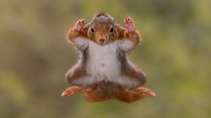 A flying red squirrel. Pic: Stefan Cruysberghs/Comedy Wildlife Awards

