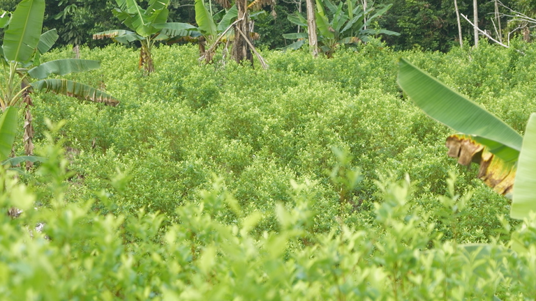 This coca plantation was hacked into the rainforest on the border of Colombia and Peru