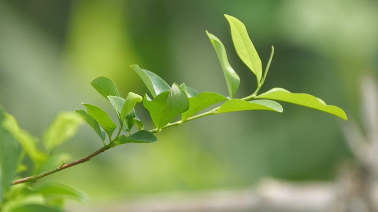 It is not illegal to grow coca, only to use it to produce cocaine