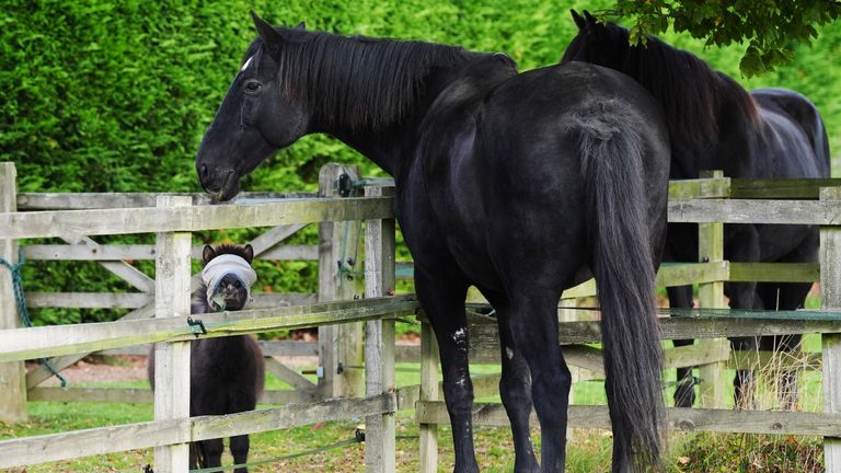 Quaker (ortada), The Horse Trust'ta Bear the Shetland Pony ve emekli Ev Süvari atı Marquis ile tanışıyor. Resim: PA