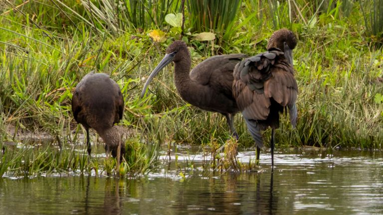 Pic: RSPB Scotland/PA