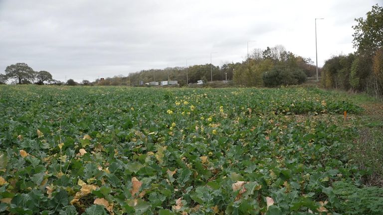 Farma rzepaku na terenie zakładu Equinix w South Mimms