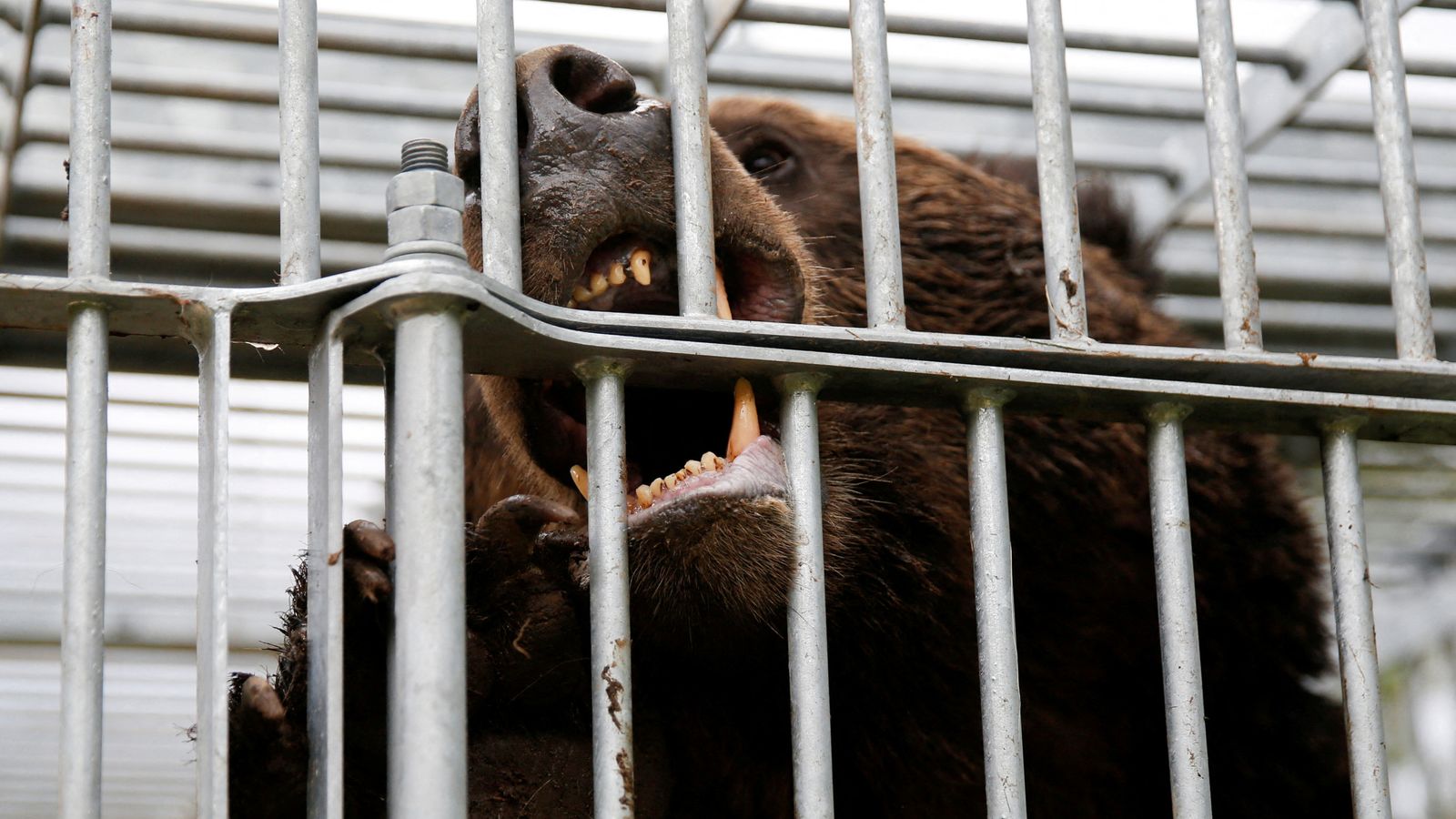 Japan sends in troops to help tackle deadly bear attacks