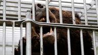 A brown bear gnaws at the cage it is trapped in in Sunagawa, Hokkaido Prefecture, Japan in October 2024. Pic: Reuters