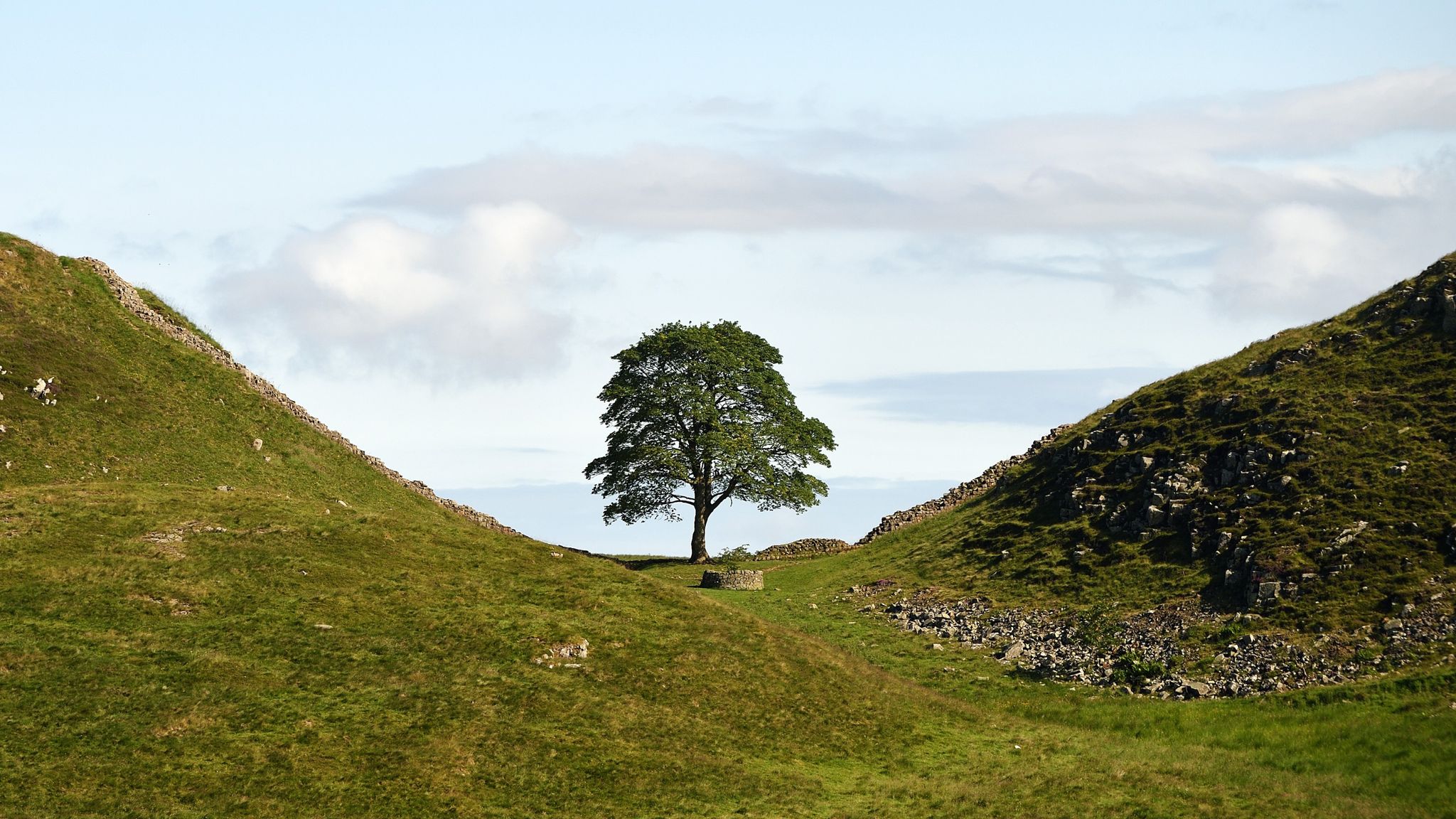 Sycamore Gap tree sapling planted in Scottish national park | UK News ...