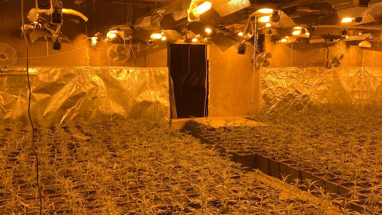 Sondada kenevir bitkisi keşfedildi. Resim: Kuzey Ren-Vestfalya Polisi