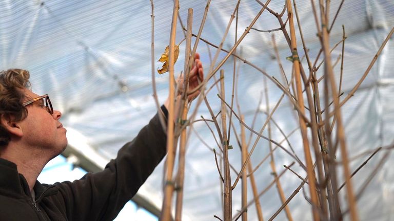 有的树苗高约两米。图片:国民信托