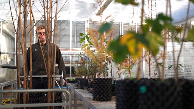 这些树将种植在英国各地的公共场所。图片:国民信托