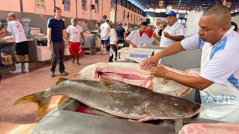 菲爾霍特也發現了汞的積累