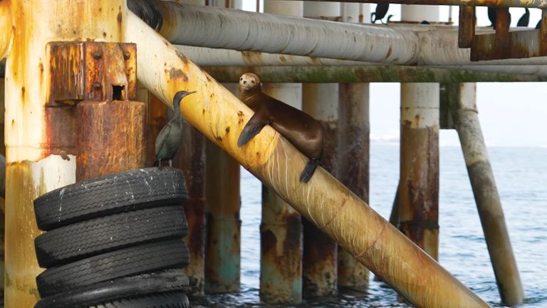 Trump follows by means of on 'drill, child, drill' pledge - and it might have enormous penalties 1 skynews kelner vt 7091132