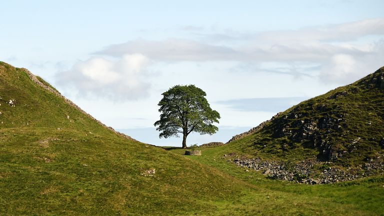 The Sycamore Gap tree before it was felled. Pic: National Trust