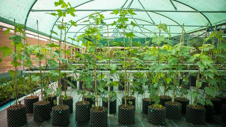 第一批树苗拍摄于 2024 年 8 月,它们是用从被砍倒的树上抢救出来的种子和材料培育出来的。图片:PA