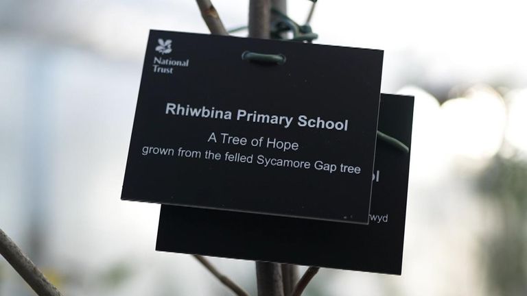 南威尔士的一所小学是收到圣诞树的 49 个地方之一。图片:国民信托