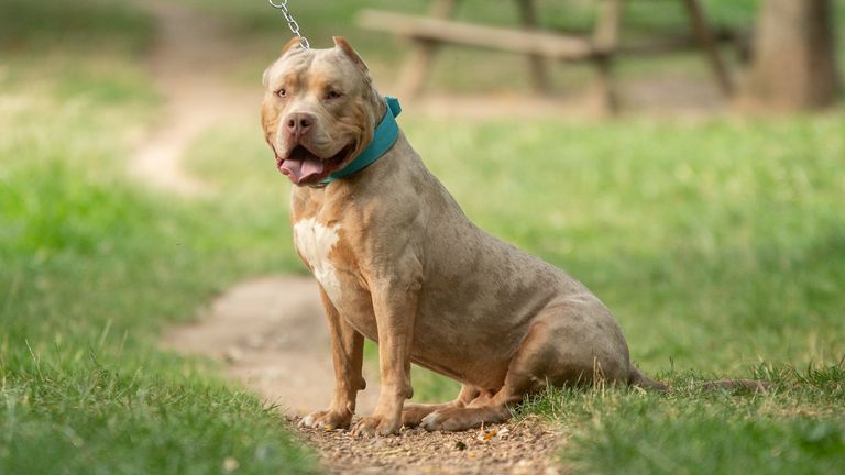 An American XL bully dog. File pic: iStock
