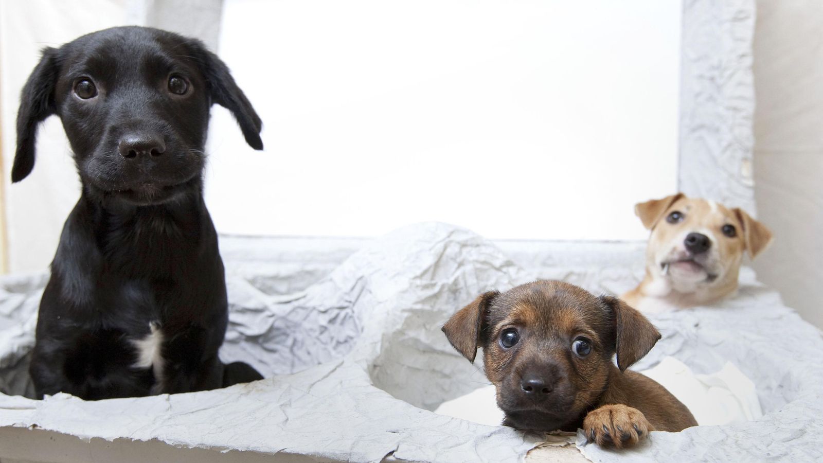 Puppy farming and trail hunting to be banned - but critics warn of 'war on the countryside'