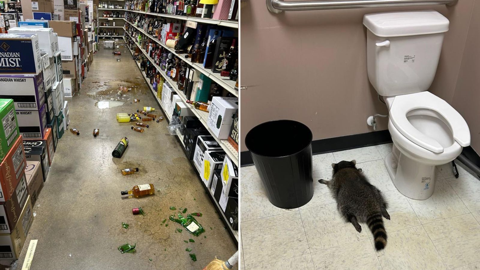 Spirit animal: Raccoon gets drunk as a skunk in a booze store – and sleeps off hangover in the toilet