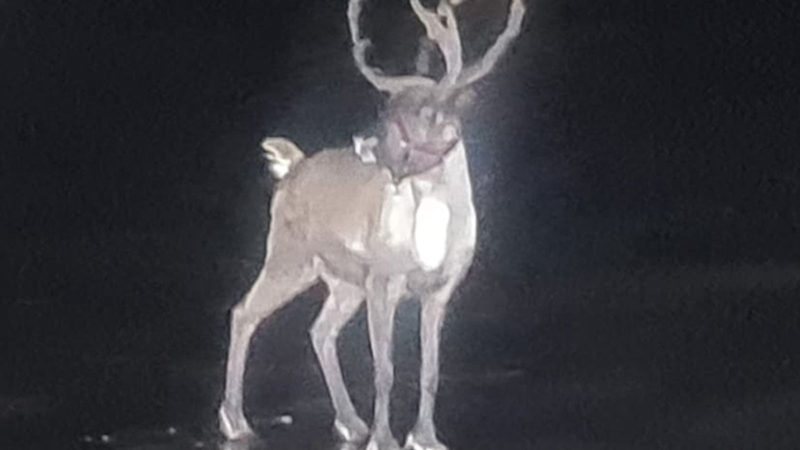Runaway reindeer sparks emergency rescue operation in Merseyside