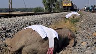 Bodies of elephants lie in between railway tracks after they were hit by a train in Assam, India.