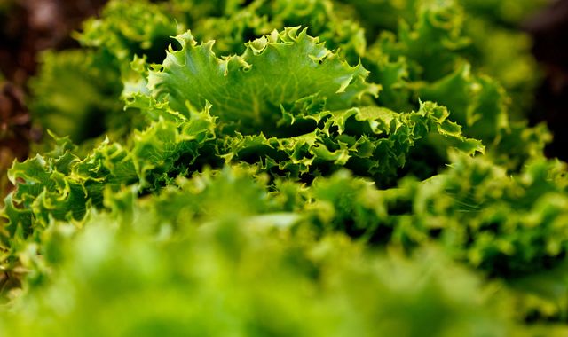 UK Apollo leaf lettuce in pre-packed sandwiches was likely cause of fatal E.coli outbreak