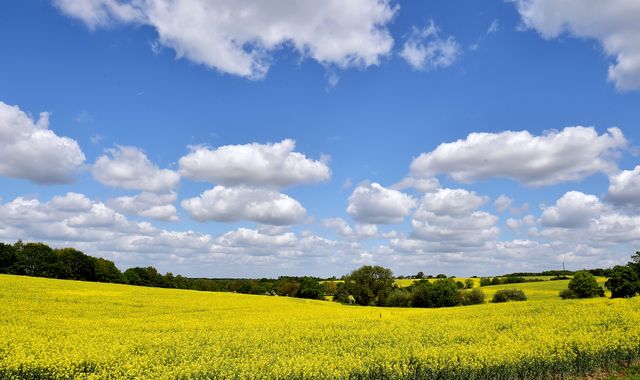 Farmers lose more than £800m after hottest spring and summer on record, study finds