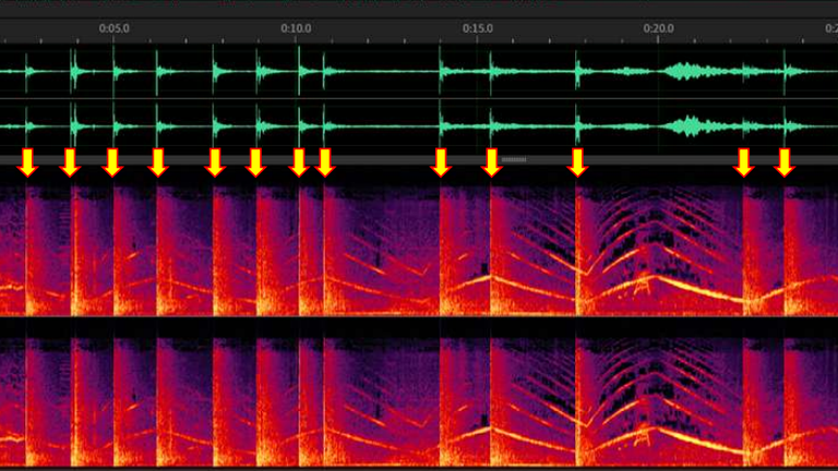 An audio expert highlights gunshots with arrows in a waveform analysis. Pic: Robert Maher 