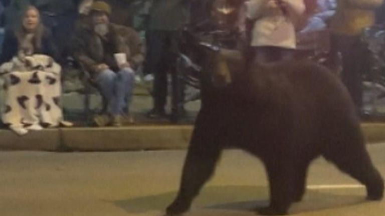 Bear gatecrashes Christmas parade route in Tennessee