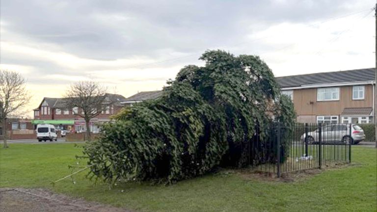 The felled Christmas tree in Shotton Colliery. Pic: Durham Police/PA  