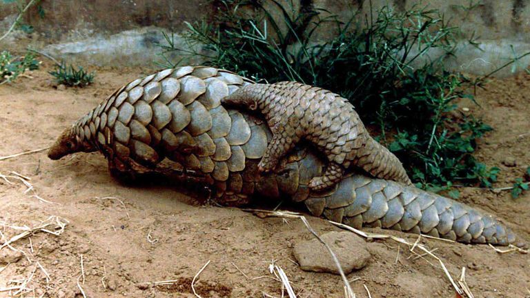 Pangolins are often hunted for their scales. Pic: Reuters