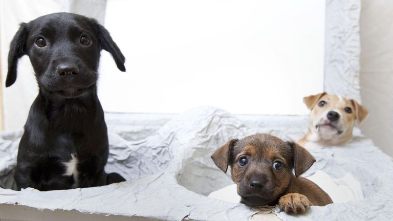 Puppy farming will be banned, with the government saying it sees dogs kept in "appalling conditions". Pic: PA