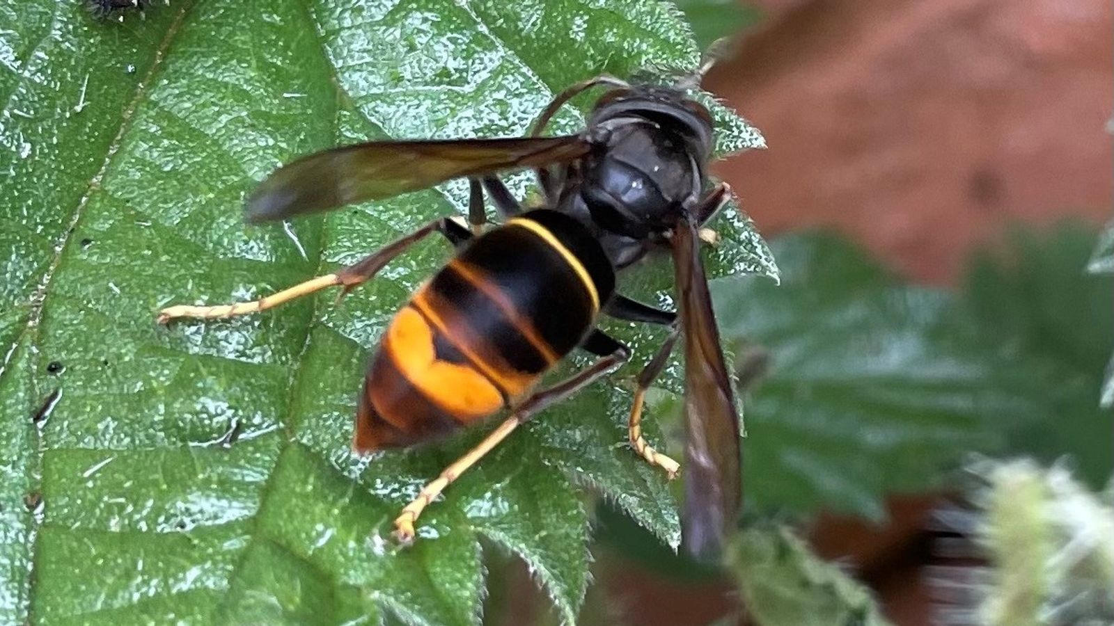 Warning issued after first Asian hornet nest discovered in Wales