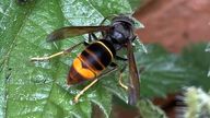Undated Crown Copyright handout photo issued by Welsh Government of a Yellow-legged Hornet on nettles with a caterpillar. A nest of invasive