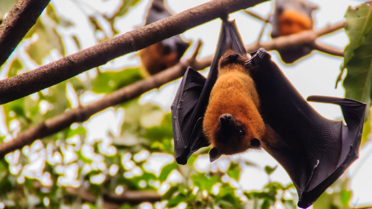 The large flying fox spreads the virus. Pic: Reuters