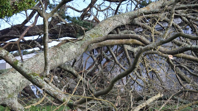 Trees have been damaged across Cornwall in Storm Goretti - this picture was taken in Falmouth. Pic: PA