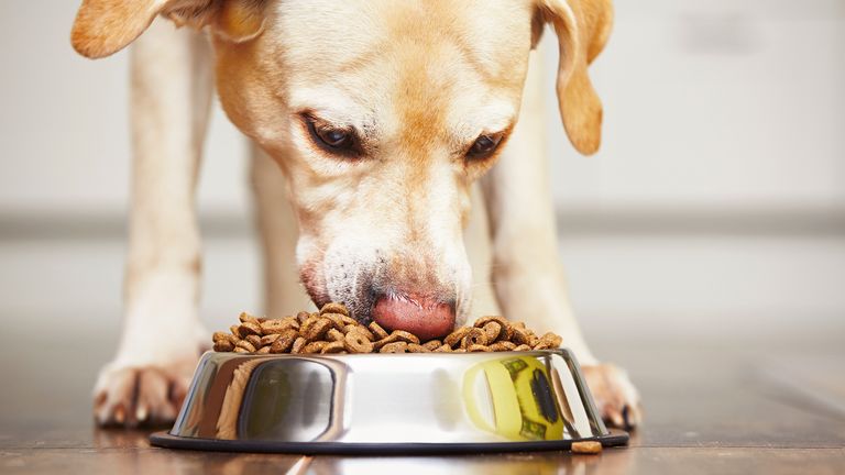 The findings highlight the need for greater transparency and better labelling of dog food ingredients. File image: iStock