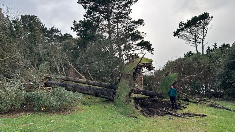 Almost 100 trees were brought down by Storm Goretti in St Michael's Mount, Cornwall